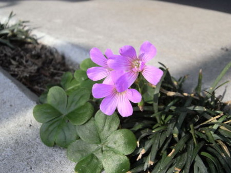 f:id:gzutetsu:20090429221452j:image