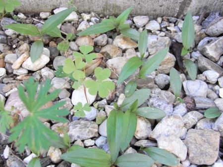 f:id:gzutetsu:20090429221453j:image