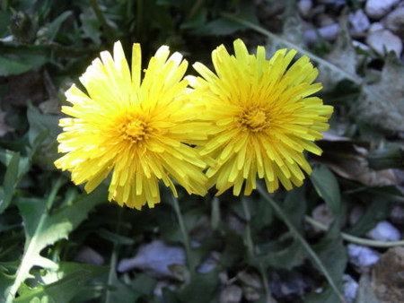 f:id:gzutetsu:20090429221456j:image