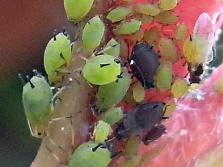 f:id:gzutetsu:20090501181100j:image
