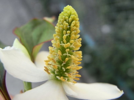 f:id:gzutetsu:20090523230905j:image f:id:gzutetsu:20090523230905j:image