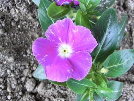 f:id:gzutetsu:20090523230912j:image f:id:gzutetsu:20090523230912j:image