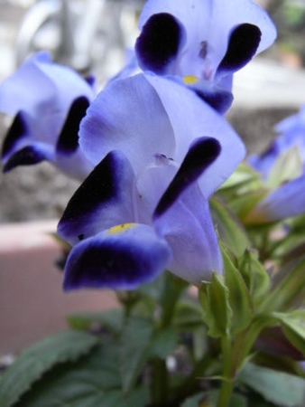 f:id:gzutetsu:20090523230917j:image f:id:gzutetsu:20090523230917j:image