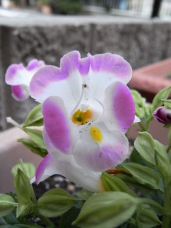 f:id:gzutetsu:20090523230918j:image f:id:gzutetsu:20090523230918j:image