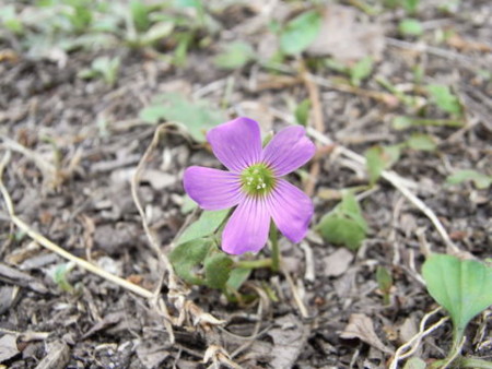 f:id:gzutetsu:20090524163435j:image
