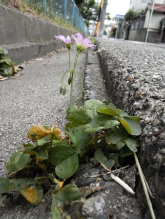 f:id:gzutetsu:20090524163440j:image