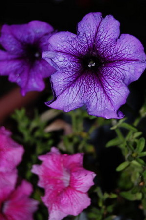 f:id:gzutetsu:20090531155151j:image