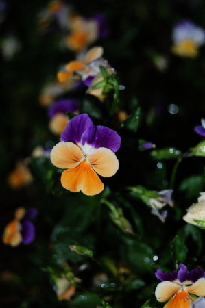 f:id:gzutetsu:20090531155158j:image