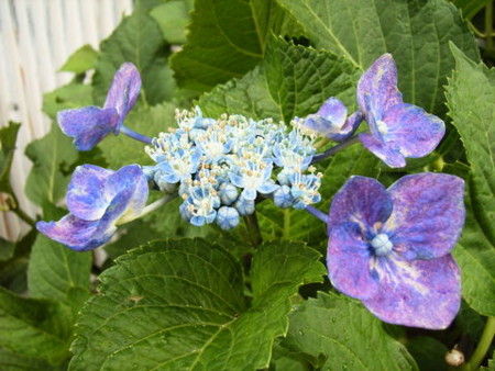 f:id:gzutetsu:20090531155200j:image
