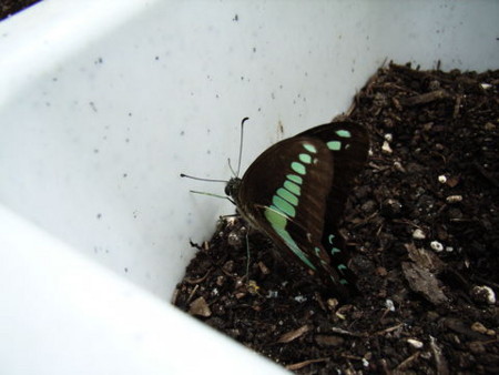 f:id:gzutetsu:20090531155203j:image