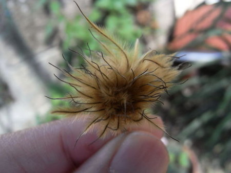 f:id:gzutetsu:20090613134334j:image