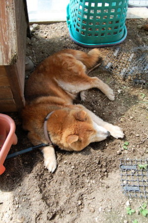 f:id:gzutetsu:20090614184308j:image f:id:gzutetsu:20090614184308j:image