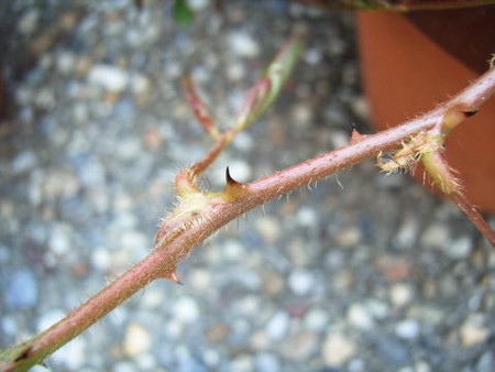 f:id:gzutetsu:20090614184310j:image f:id:gzutetsu:20090614184310j:image