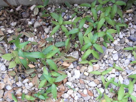 f:id:gzutetsu:20090620171125j:image