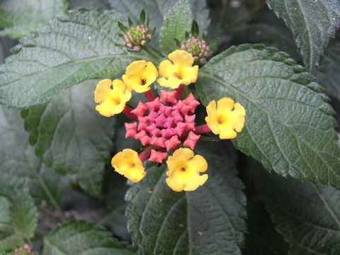 f:id:gzutetsu:20090628134828j:image