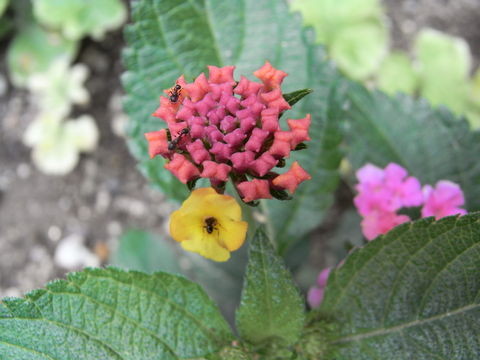 f:id:gzutetsu:20090628134829j:image