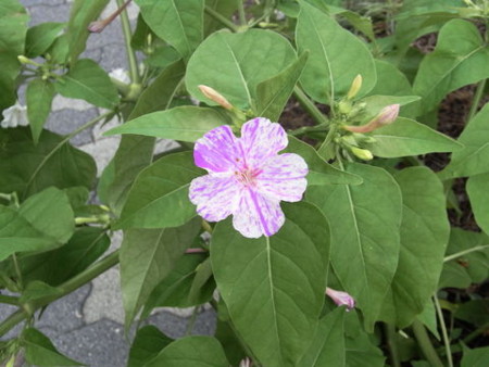 f:id:gzutetsu:20090703233615j:image