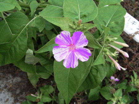 f:id:gzutetsu:20090703233616j:image