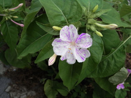 f:id:gzutetsu:20090703233617j:image