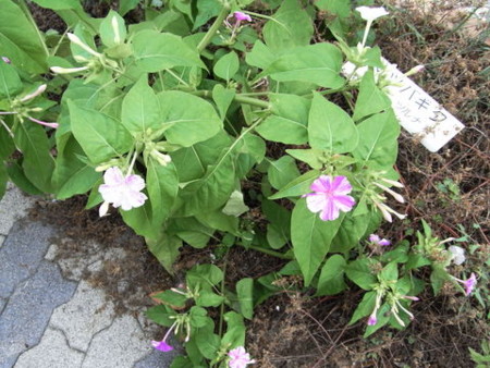 f:id:gzutetsu:20090703233618j:image