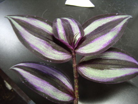 f:id:gzutetsu:20090705000207j:image