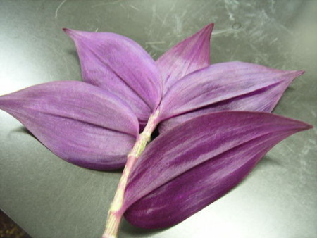 f:id:gzutetsu:20090705000208j:image