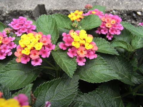 20090705115123