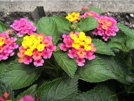 f:id:gzutetsu:20090705154450j:image