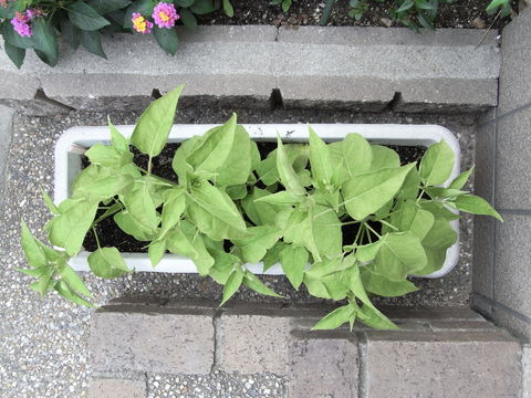 20090711170538