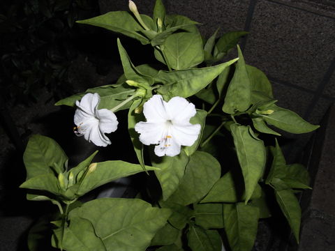 f:id:gzutetsu:20090715234847j:image