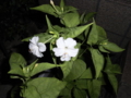 20090715234847