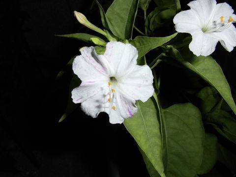 f:id:gzutetsu:20090716215723j:image