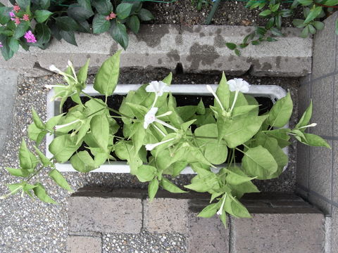 f:id:gzutetsu:20090719073857j:image