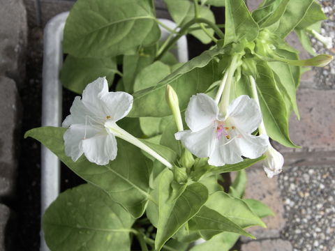 f:id:gzutetsu:20090719074646j:image