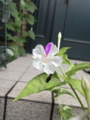 20090730075129