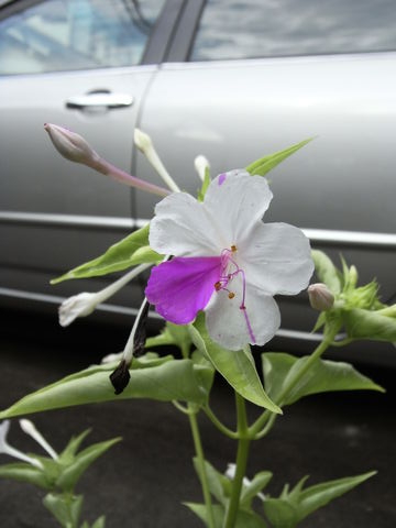 f:id:gzutetsu:20090730075204j:image