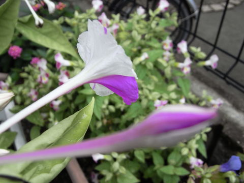f:id:gzutetsu:20090730075223j:image