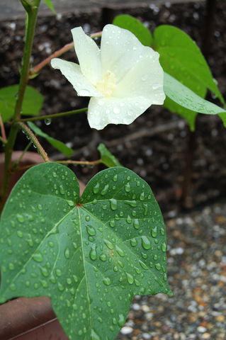 f:id:gzutetsu:20090802115136j:image