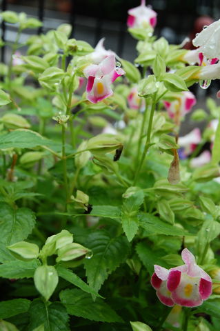 f:id:gzutetsu:20090802115335j:image