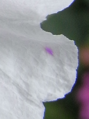 f:id:gzutetsu:20090802115631j:image