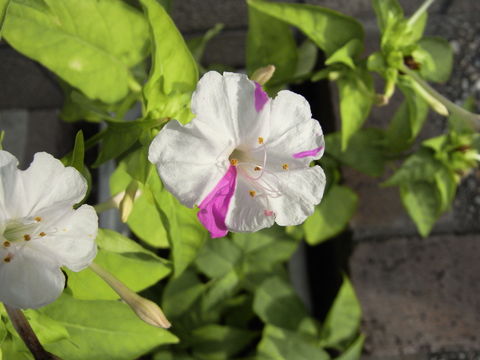 f:id:gzutetsu:20090805074400j:image