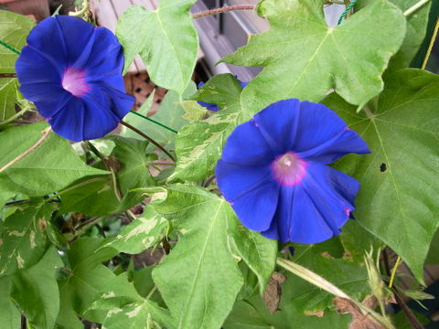 f:id:gzutetsu:20090810073019j:image