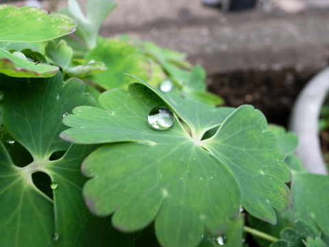 f:id:gzutetsu:20090810073124j:image