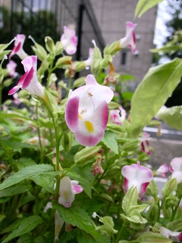 f:id:gzutetsu:20090810073154j:image