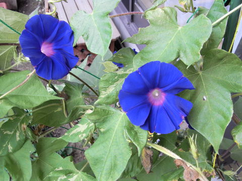 f:id:gzutetsu:20090810073328j:image