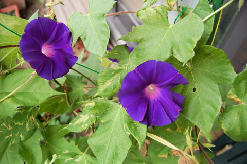 f:id:gzutetsu:20090810082343j:image