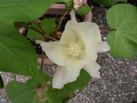 f:id:gzutetsu:20090810093217j:image