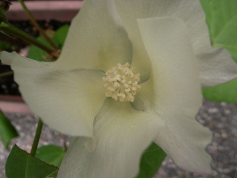f:id:gzutetsu:20090810093223j:image