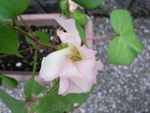 f:id:gzutetsu:20090810175742j:image