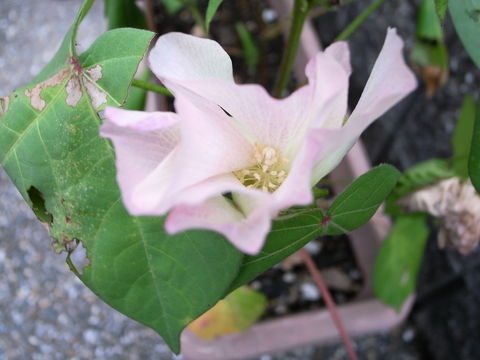 f:id:gzutetsu:20090810175804j:image